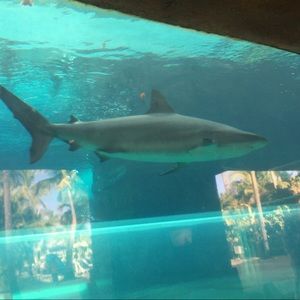 Meet your Posher, Ricardo